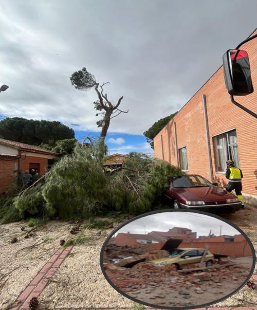 El viento derriba un pino y un muro en El Carpio