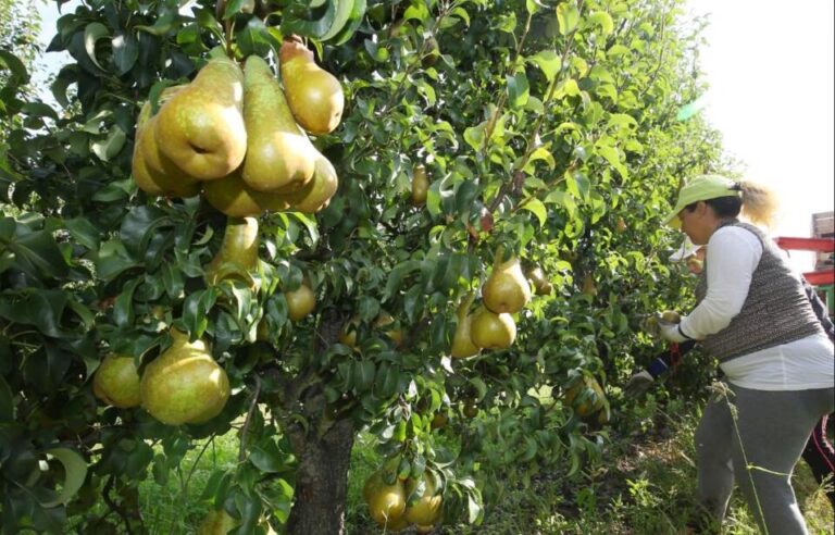 La ‘Pera del Bierzo’ avanza hacia la Denominación de Origen Protegida