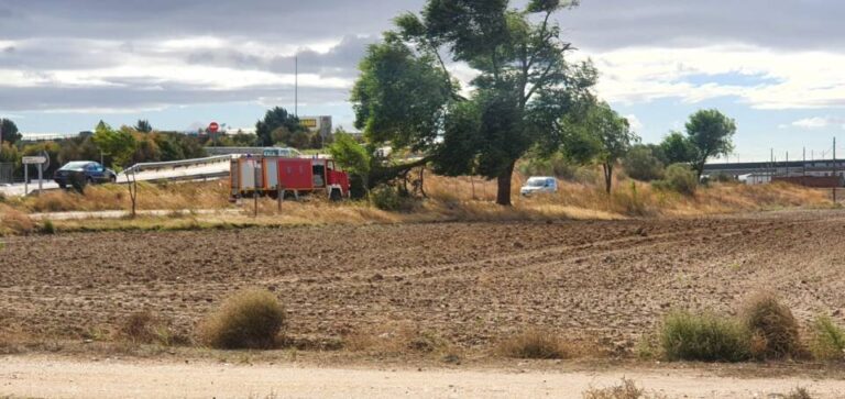 Las fuertes rachas de viento arrancan varios árboles en Medina del Campo 