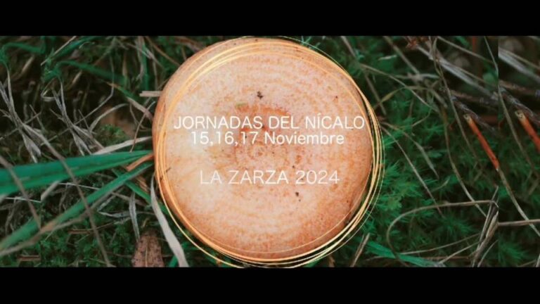 Jornadas del Nícalo 2024 en La Zarza