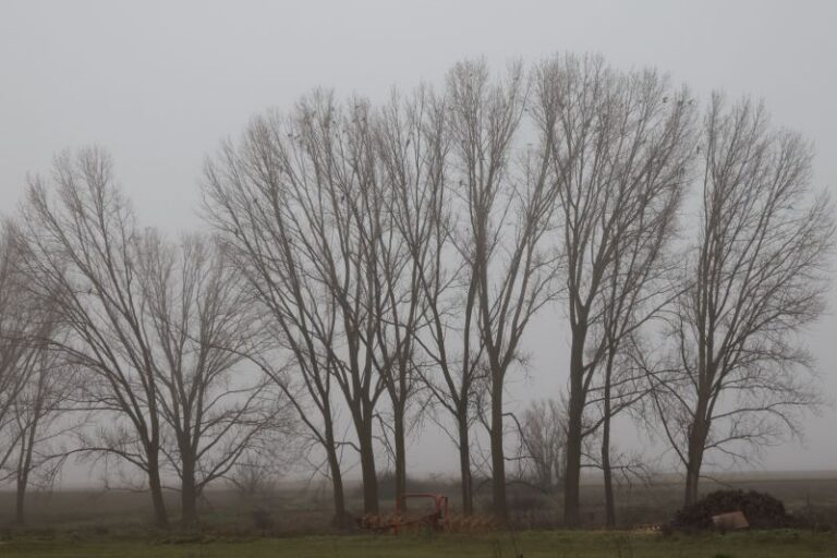 Castilla y León alberga la mayor población de milano real invernante de la Península Ibérica