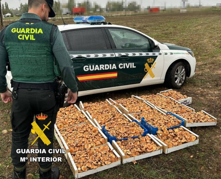 La Guardia Civil interviene 137 kilogramos de níscalos recolectados de forma irregular en La Ribera