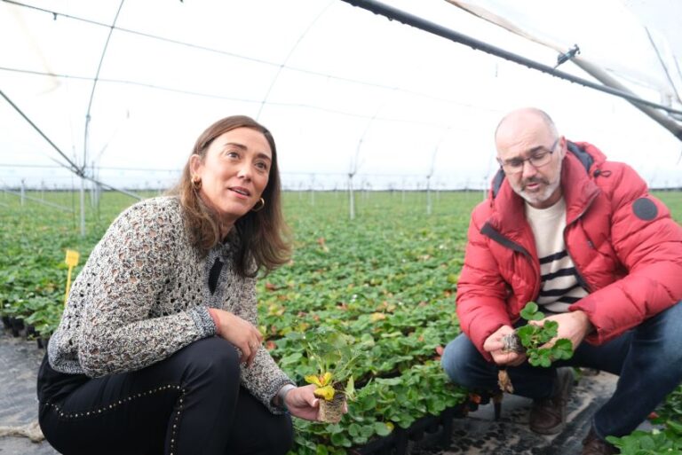 Castilla y León lidera en Europa la producción de planta de fresa y exporta un tercio de su producción a más de diez países