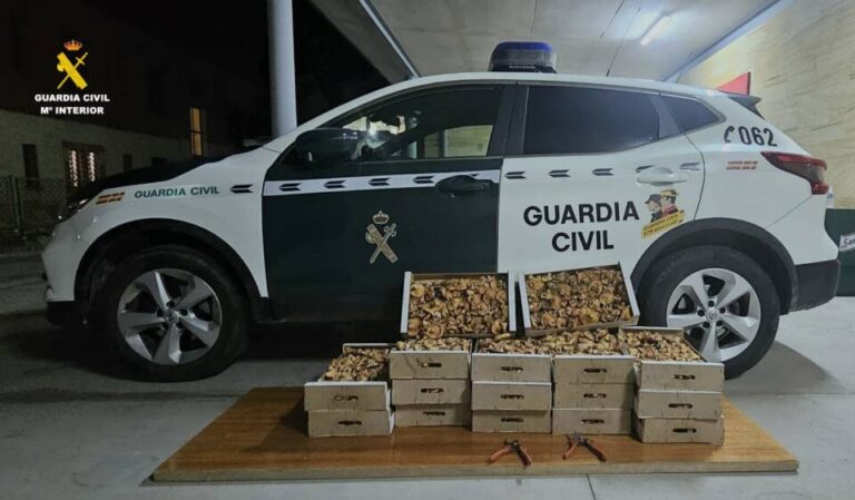 La Guardia Civil incauta 65 kilos de níscalos recolectados ilegalmente en un monte de Segovia